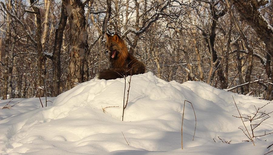 В Кроноцком заповеднике наблюдают за редкой лисицей-чернобрюшкой 